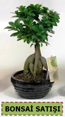 Bonsai japon a�ac� ginseng bonsai me�rutiyet �i�ek�i ma�azas� 