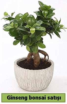 Ginseng bonsai japon a�ac� sat��� H�rriyet Mah 14 �ubat sevgililer g�n� �i�ek 