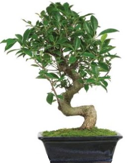 Bonsai saks� bitkisi japon a�ac� Menderes Mah �i�ek yolla , �i�ek g�nder 