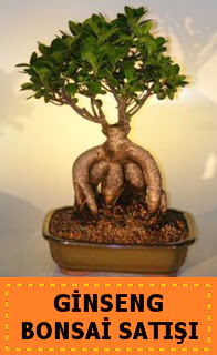 Ginseng bonsai sat japon aac Fatih iek gnderme sitemiz gvenlidir 