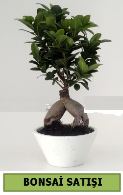 Bonsai japon a�ac� sat��� Atat�rk Mahallesi �i�ek sipari�i 