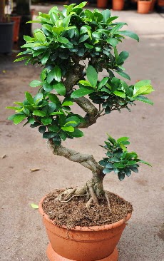 Orta boy bonsai saks� bitkisi Sincan �i�ek sipari�i vermek 