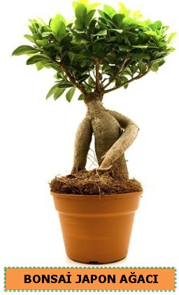 Bonsai japon a�ac� sat��� Atat�rk Mahallesi �i�ek sipari�i 