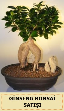 thal Ginseng bonsai sat japon aac Atatrk Mah yurtii iek siparii 
