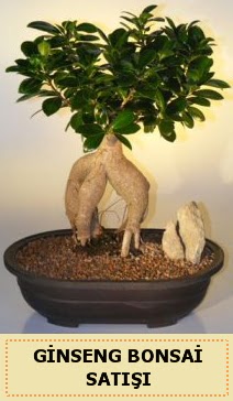 �thal Ginseng bonsai sat��� japon a�ac� Atat�rk Mah yurti�i �i�ek sipari�i 