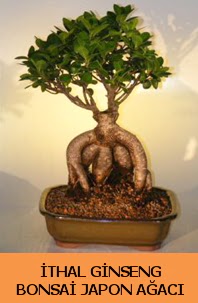 �thal japon a�ac� ginseng bonsai sat��� Bah�ekap� Mah cicekciler , cicek siparisi 