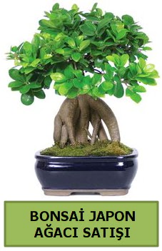 Bonsai japon a�ac� sat��� Mara�al�akmak Mah sevgilime hediye �i�ek 