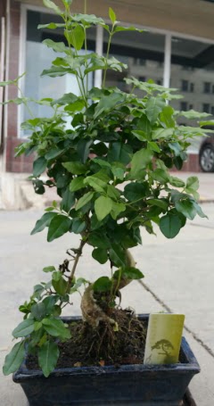 Bonsai japon a�ac� saks� bitkisi Menderes Mah �i�ek yolla , �i�ek g�nder 