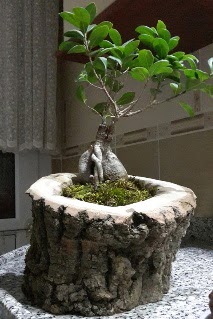 Ah�ap k�t�k i�erisinde ginseng bonsai Sincan �i�ek sipari�i vermek 