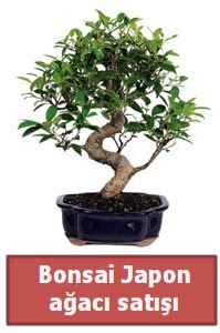 Japon a�ac� bonsai sat��� Atat�rk Mah yurti�i �i�ek sipari�i 