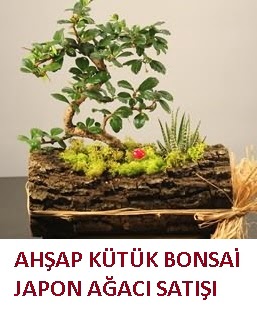 Ah�ap k�t�k i�erisinde bonsai ve 3 kakt�s Yenikent online �i�ek�i 