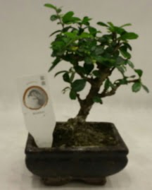 K���k minyat�r bonsai japon a�ac� Ankara Sincan cicekci 