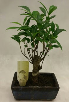 Japon a�ac� bonsai bitkisi sat��� H�rriyet Mah 14 �ubat sevgililer g�n� �i�ek 