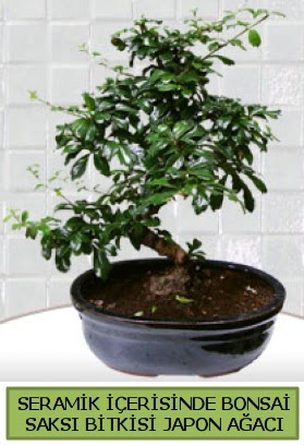 Seramik vazoda bonsai japon a�ac� bitkisi Atat�rk Mah yurti�i �i�ek sipari�i 