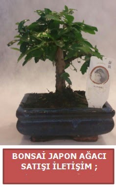 Japon a�ac� minya�r bonsai sat��� Mara�al�akmak Mah sevgilime hediye �i�ek 
