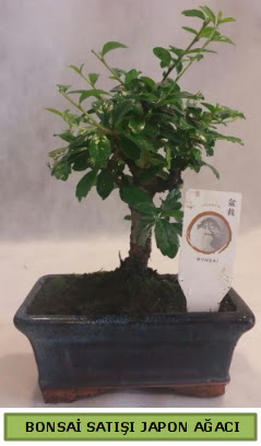 Minyatr bonsai aac sat Ankara Sincan cicekci 