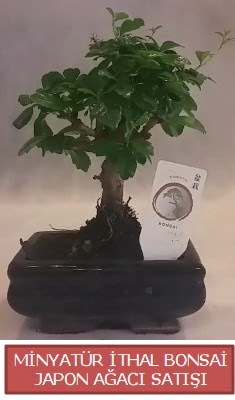 Kk grsel bonsai japon aac bitkisi Pnarba Mahallesi ieki adresleri 