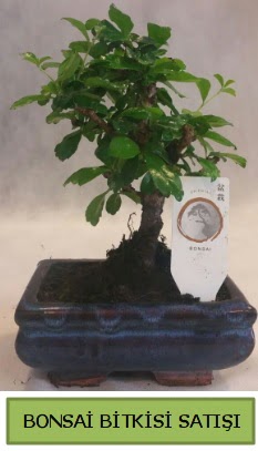 Bonsai ithal g�rsel minyat�r japon a�ac� Osmanl� Mah �i�ek online �i�ek sipari�i 