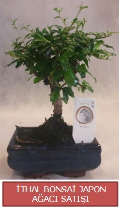 �thal k���k boy minyat�r bonsai a�a� bitkisi H�rriyet Mah 14 �ubat sevgililer g�n� �i�ek 