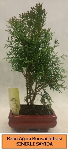 Selvi a�ac� bonsai japon a�ac� bitkisi Mara�al�akmak Mah sevgilime hediye �i�ek 