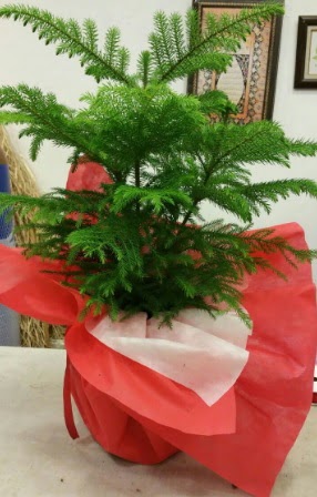 Salon �am� Araucaria Heterophylla bitkisi Bah�ekap� Mah cicekciler , cicek siparisi 