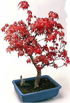 Amerikan akaaa bonsai bitkisi Erturulgazi Mah iek gnderme 