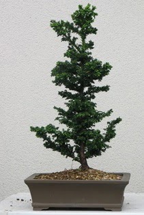 am aac bonsai bitkisi sat Hrriyet Mah 14 ubat sevgililer gn iek 
