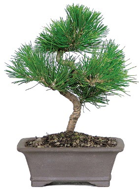 �am a�ac� bonsai japon a�ac� bitkisi Ankara Sincan cicekci 