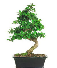 Bonsai bitkisi sat��� H�rriyet Mah 14 �ubat sevgililer g�n� �i�ek 