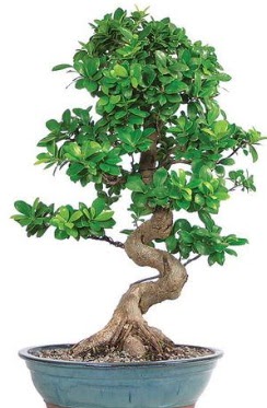 Yakla��k 70 cm y�ksekli�inde ithal bonsai H�rriyet Mah 14 �ubat sevgililer g�n� �i�ek 