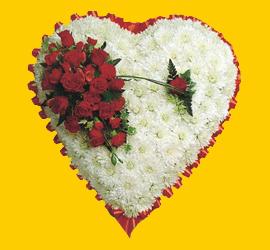 gaziosmanpa�a ucuz �i�ek g�nder  1.20m x 1.20m  Gerbera G�ller
