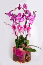 4 dall ktk ierisibde mor orkide Maraalakmak Mah sevgilime hediye iek 