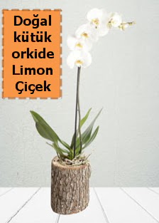 Do�al k�t�kte tek dall� beyaz orkide H�rriyet Mah 14 �ubat sevgililer g�n� �i�ek 