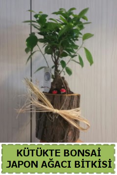 K�t�k i�erisinde do�al bonsai a�ac� H�rriyet Mah 14 �ubat sevgililer g�n� �i�ek 
