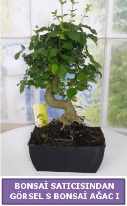 S dal e�rili�i bonsai japon a�ac� Mara�al�akmak Mah sevgilime hediye �i�ek 