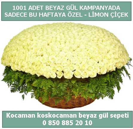 1001 adet beyaz g�l sepeti �zel kampanyada Plevne Mahallesi �i�ek ma�azas� 