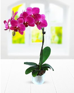 Tek dall mor orkide Maraalakmak Mah sevgilime hediye iek 