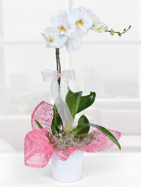 Tek dall beyaz orkide seramik saksda Ankara Sincan cicekci  