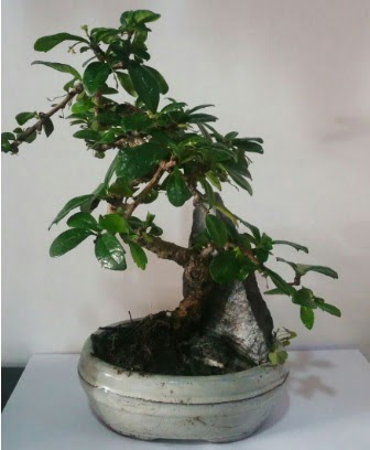 S �eklinde ithal bonsai a�ac� Ertu�rulgazi Mah �i�ek g�nderme 