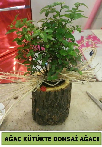 Do�al a�a� k�t�k i�erisinde bonsai a�ac� Plevne Mahallesi �i�ek ma�azas� 