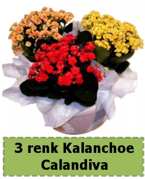 3 renk Kalanchoe Calandiva saks bitkisi Ankara Sincan cicekci 