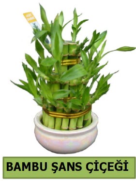 Bambu �ans �i�e�i bitkisi H�rriyet Mah 14 �ubat sevgililer g�n� �i�ek 