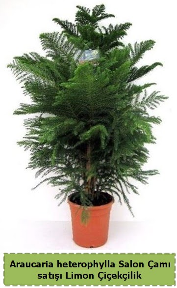 Salon �am� Sat��� Araucaria heterophylla Mara�al�akmak Mah sevgilime hediye �i�ek 