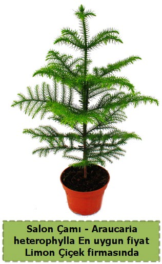 Araucaria heterophylla Salon �am� tek dall� Mara�al�akmak Mah sevgilime hediye �i�ek 