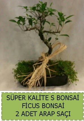 Ficus S Bonsai ve arap sa�� H�rriyet Mah 14 �ubat sevgililer g�n� �i�ek 