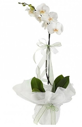 Tekli Beyaz Orkide Malazgirt Mah anneler gn iek yolla 
