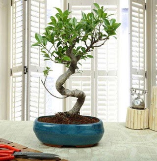 Amazing Bonsai Ficus S �thal Sincan �i�ek sipari�i vermek 