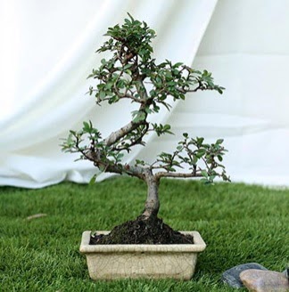 Fashionable Ulmus S Shape Bonsai �thal Yunusemre Mah hediye �i�ek yolla 