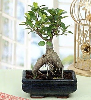 Appealing Ficus Ginseng Bonsai Ulubatl�hasan Mah �i�ek�i 