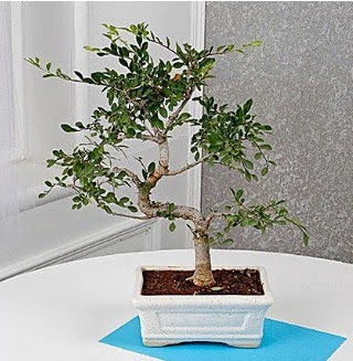 Unique Ulmus S Shaped Bonsai G�k�ek Mahallesi �i�ek�i telefonlar� 